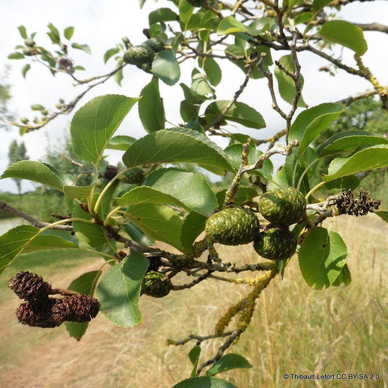 Alnus cordata (Italian Alder) 60-90cm (2yr) bare root - single plant