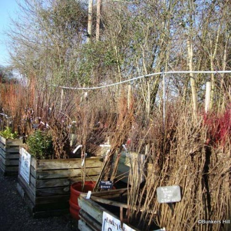 1 x Berberis julianae (Barberry) 30-40cm (2yr) bare root - single plant