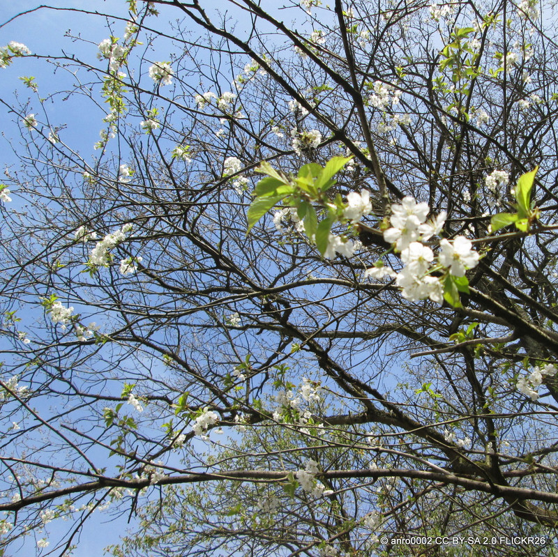Prunus avium (Wild Cherry) BAREROOT