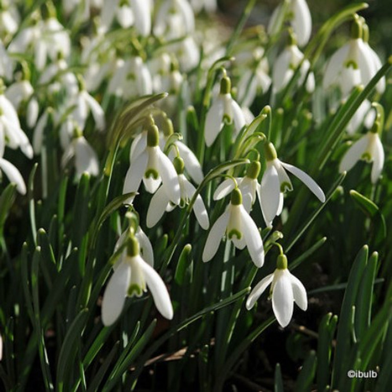 25 x Galanthus nivalis (Common Snowdrop) - Bulbs in the Green