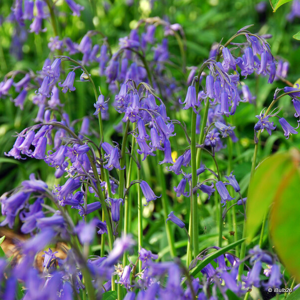 25 x Endymion non sciptus (English Bluebells) - Bulbs in the Green