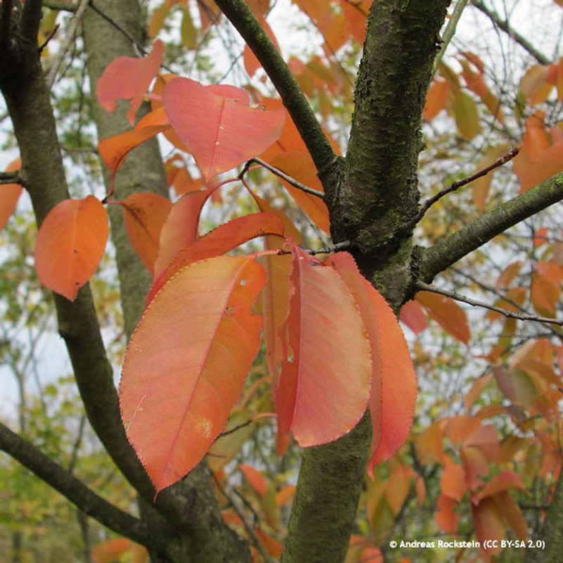 Prunus 'Spring Glow' 6/8cm