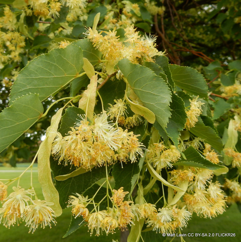 Tilia cordata 'Greenspire' (Small-leaved Lime) BAREROOT