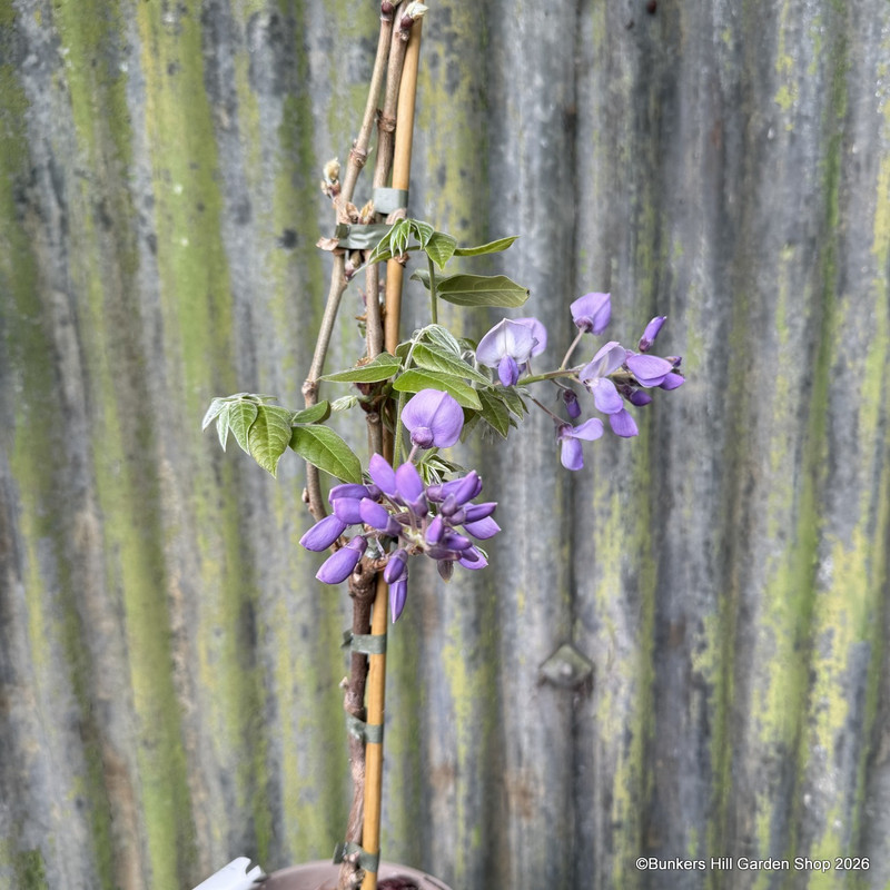 Wisteria 'Grande Diva Barbara' 4L