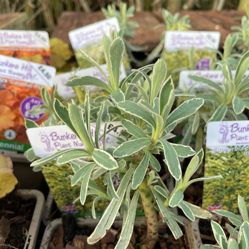 Euphorbia characias 'Glacier Blue' 1ltr pot