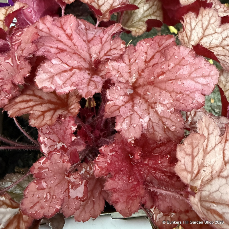 Heuchera Indian Summer 'Coralberry' 1ltr pot