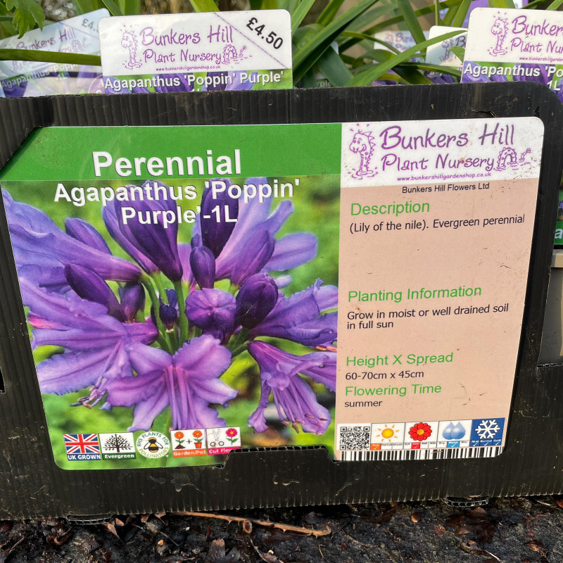 Agapanthus 'Poppin' Purple' 1ltr