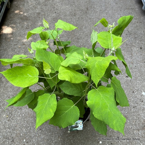 Hydrangea arborescens 'Annabelle'