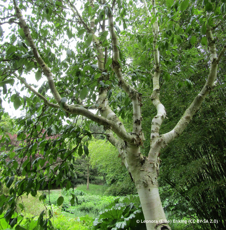 Betula utilis jacquemontii (Himalayan Birch) 200/250cm