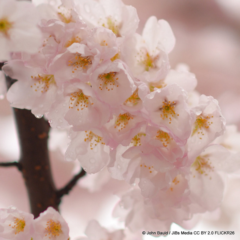 Prunus serrulata 'Sunset Boulevard' (Flowering Cherry) - 200/250cm
