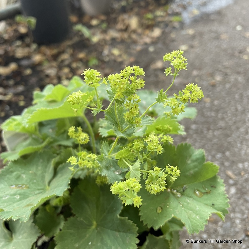 Alchemilla mollis (Lady's Mantle) 2ltr