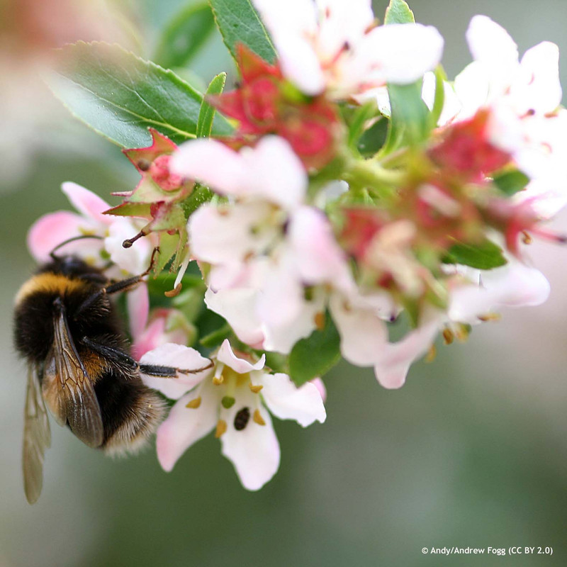 Escallonia 'Apple Blossom' (2ltr)