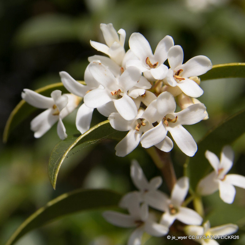 Osmanthus burkwoodii