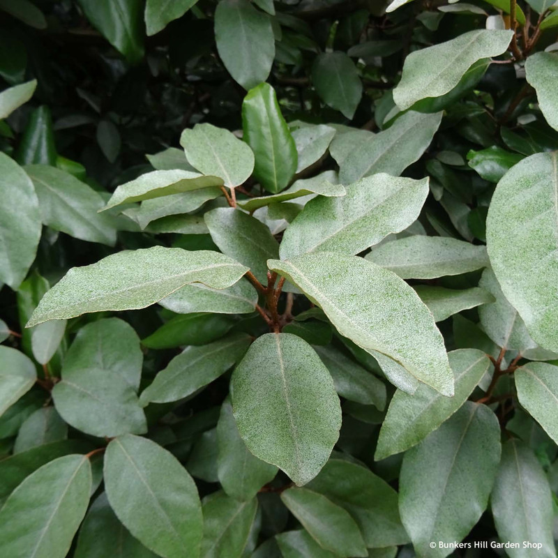 Elaeagnus ebbingii 'Compacta' - 5ltr