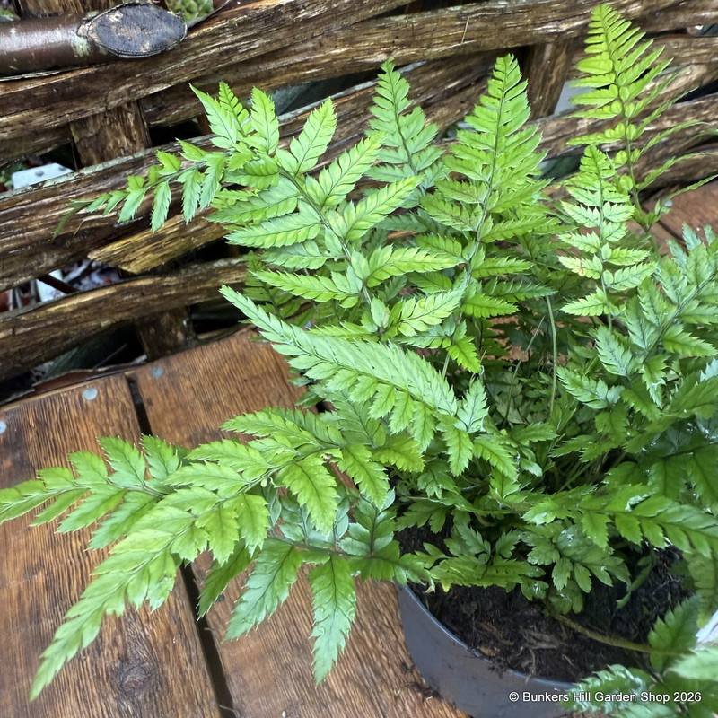 Polystichum tsus-simense - S+
