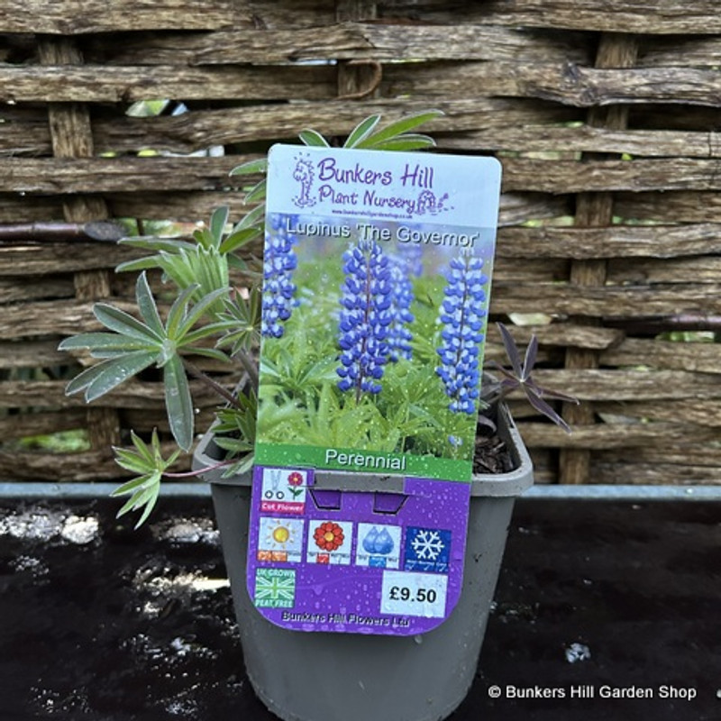 Lupinus 'The Governor' (lupin) 3ltr