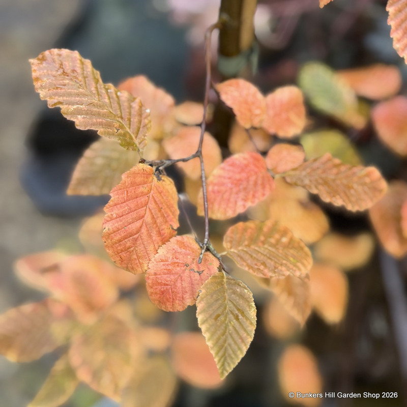 Carpinus 'Orange Retz' 4L