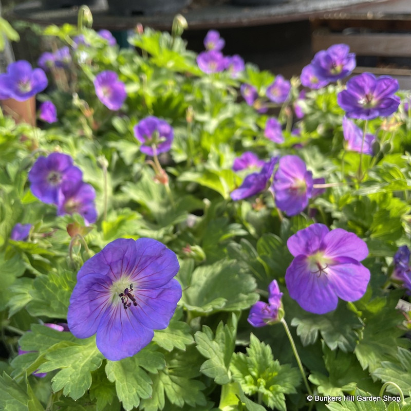 Geranium 'Rozanne' 1ltr Geranium 'Rozanne' 1ltr