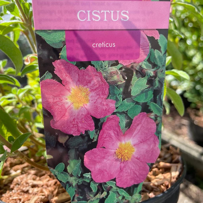 Cistus creticus 3L