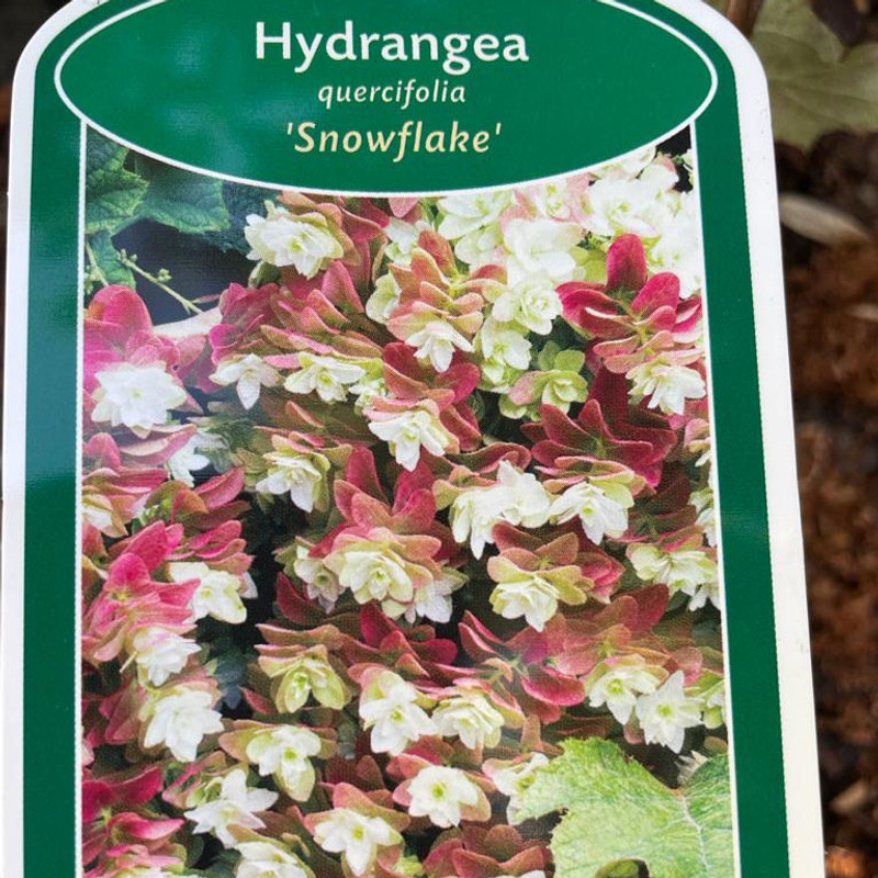 Hydrangea querc. 'Snowflake' (5L)