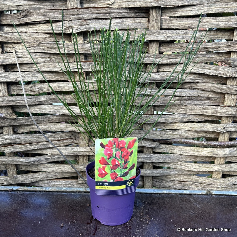 Cytisus ‘Boskoop Ruby’ 2L