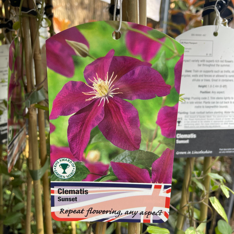 Clematis 'Sunset' - 2L