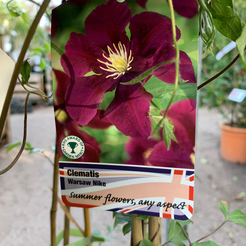 Clematis 'Warsaw Nike'