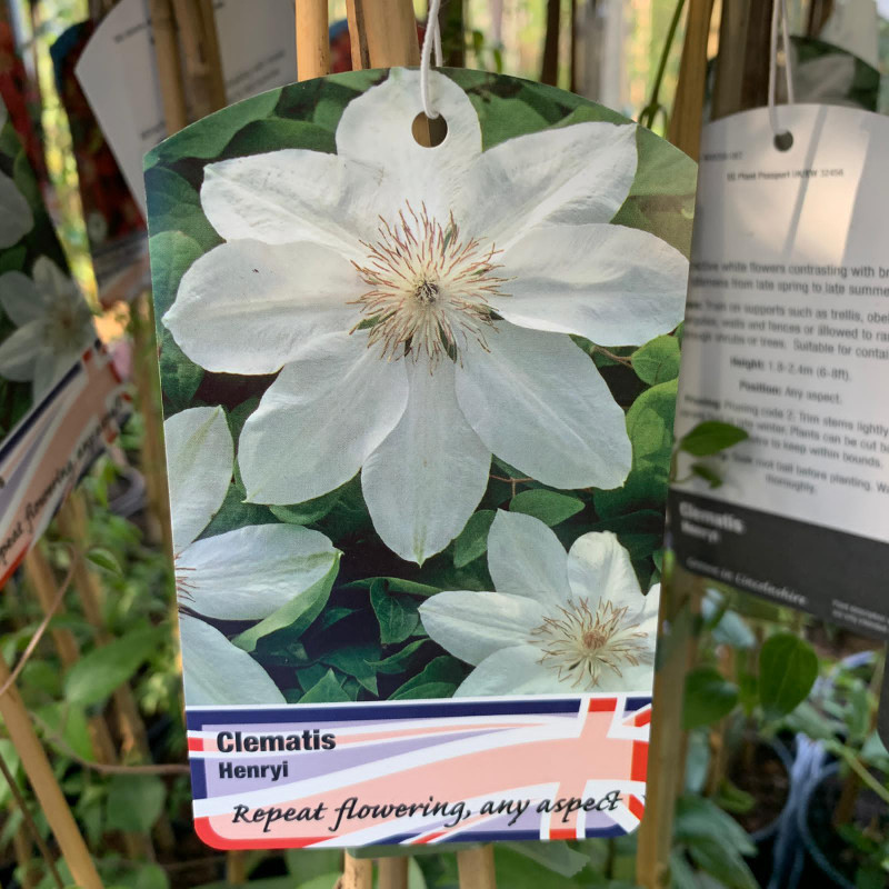 Clematis Henryi