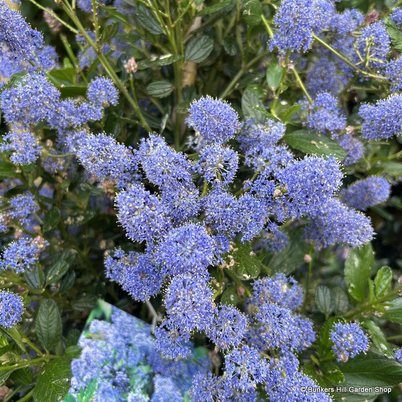 Ceanothus Delight 0.2m (20L).
