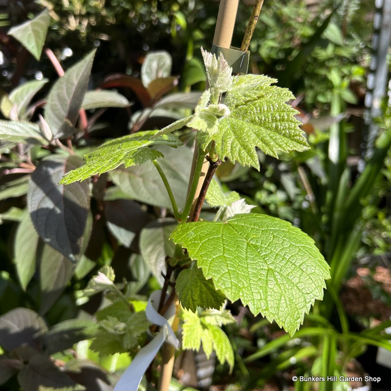 Vitis 'Fragola' grape 3L