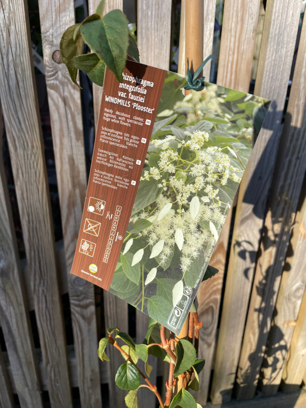 Schizopragma 'Windmills' 3L