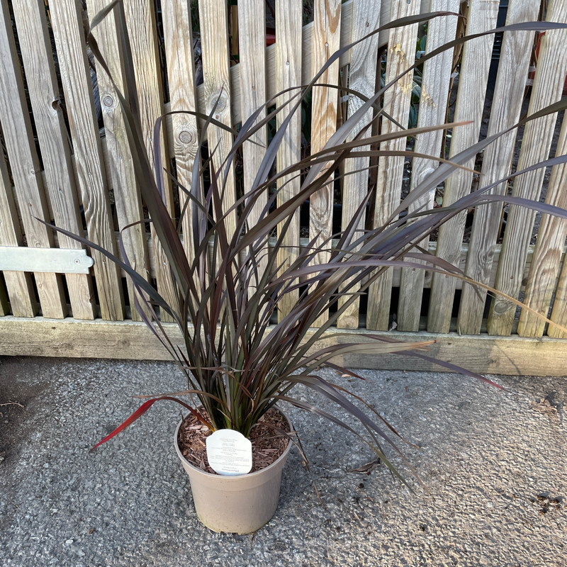 Phormium 'Platts Black' 3ltr