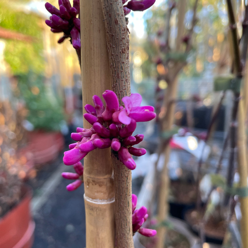 Cercis chinensis 'Avondale' (4L)