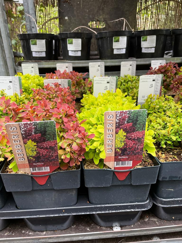 Berberis mixed varieties