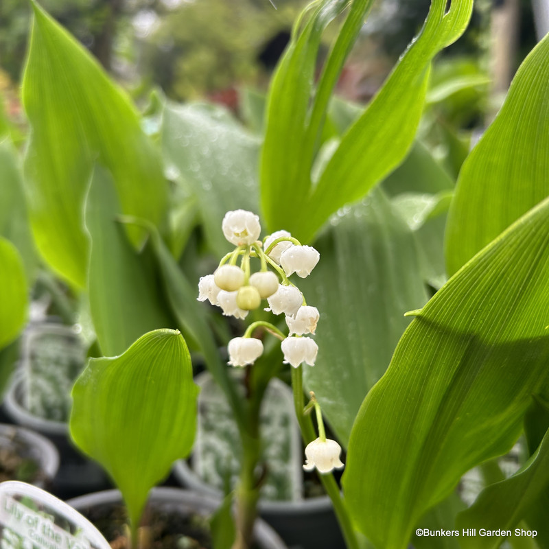 Convallaria majalis - (Lily of the Valley) 2L