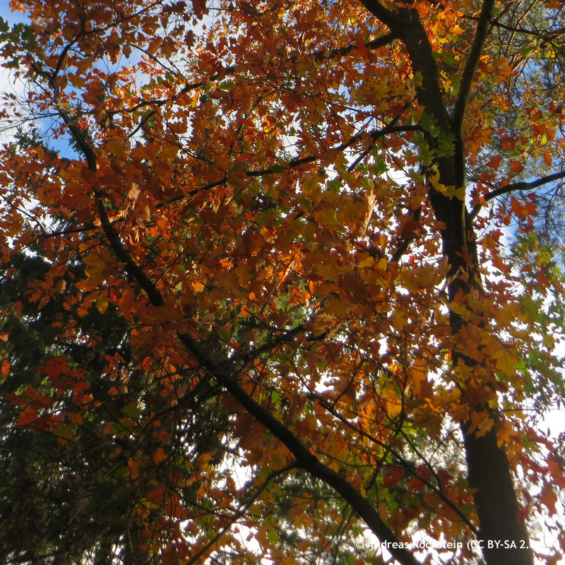 Quercus rubra 175/200cm