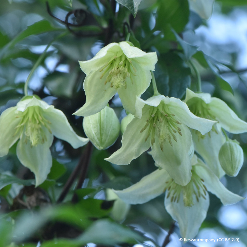 Clematis ‘Wisley Cream’ (3L)