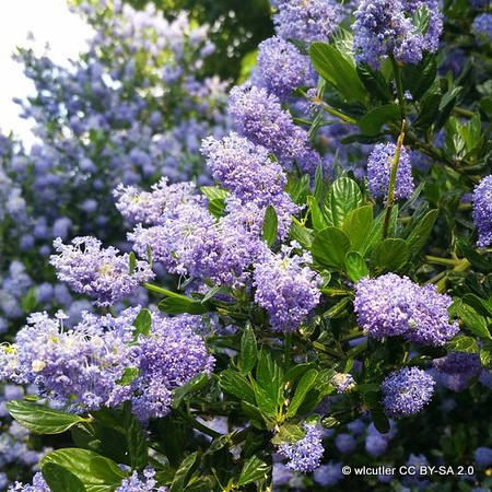 Ceanothus 'Victoria' 3L
