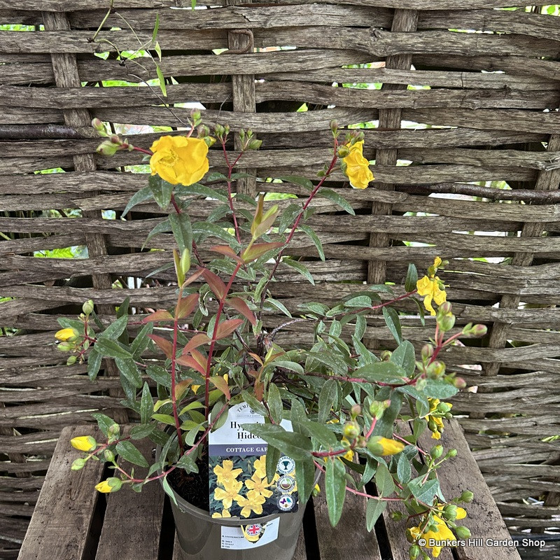 Hypericum Hidcote - 5ltr