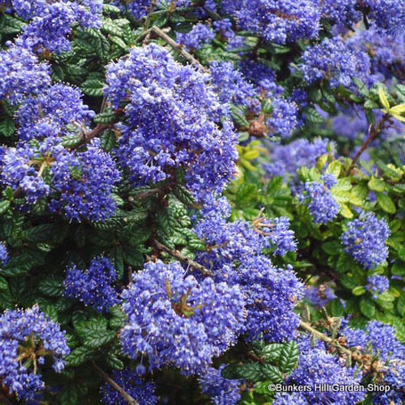 Ceanothus 'A.T. Johnson' (California Lilac) 3L