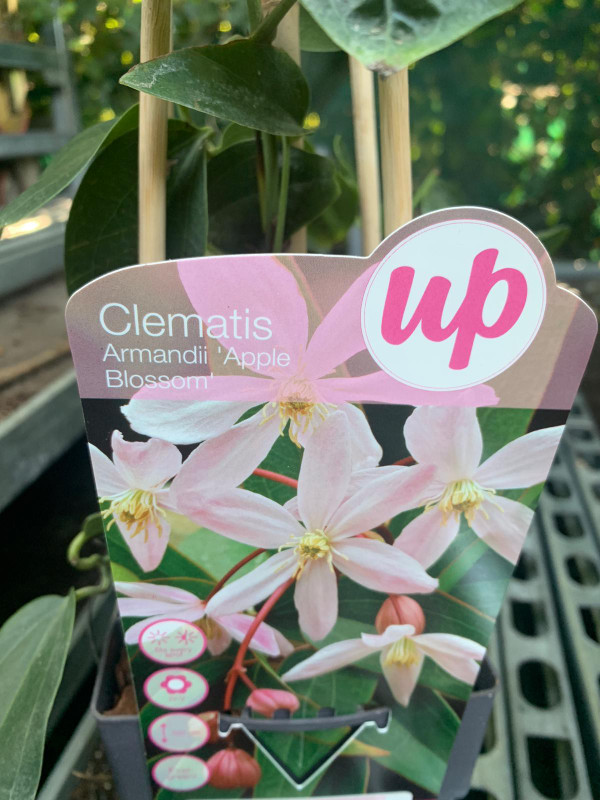 Clematis armandii 'Apple Blossom'