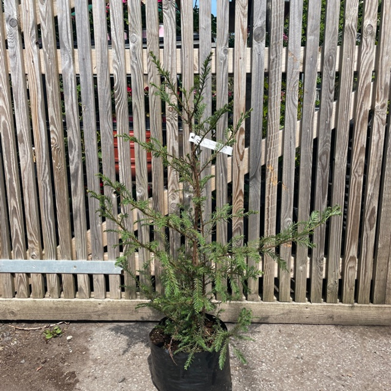 Sequoia sempervirens (Coast Redwood) 60-80cm