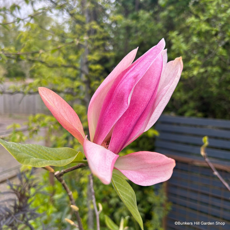 Magnolia 'Daybreak' 150/175cm