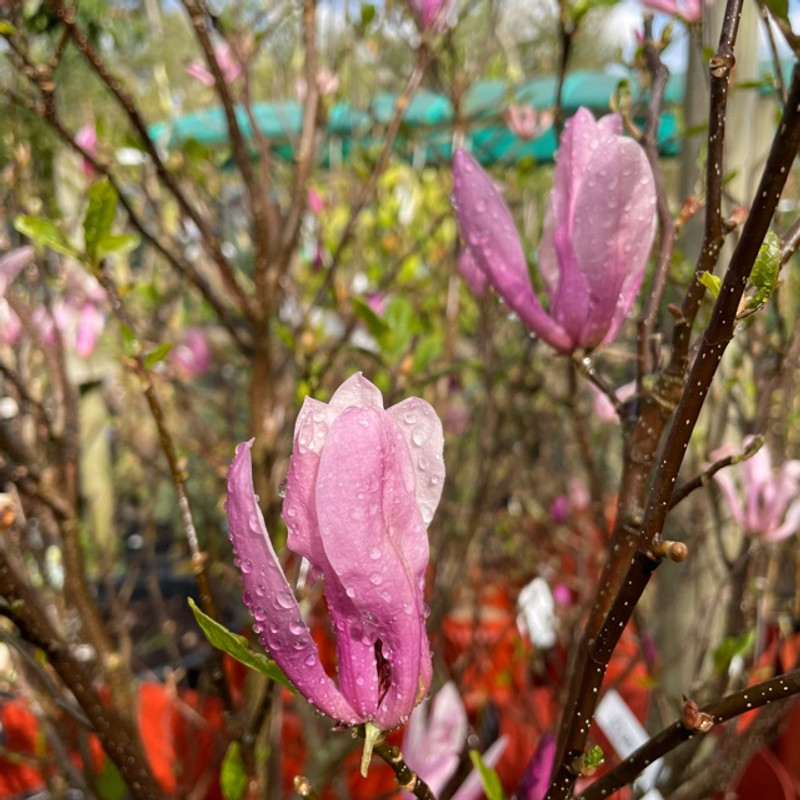 Magnolia 'Betty' 150/175cm