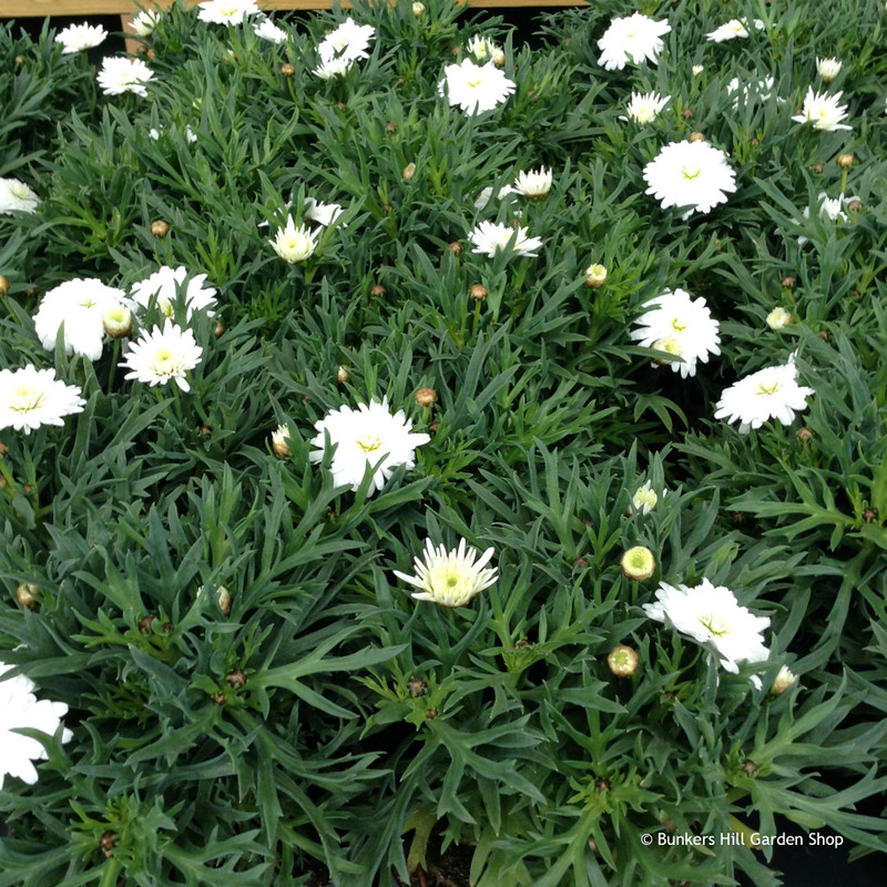 Argyranthemum Frutescens White 105cm Bunkers Hill Plant Nursery 