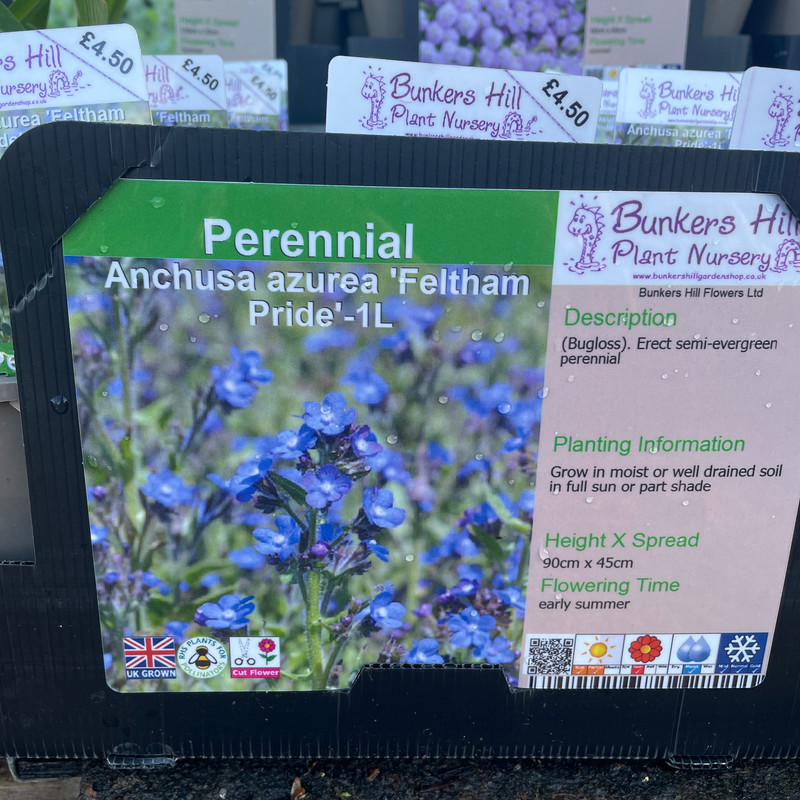 Anchusa azurea 'Feltham Pride' -1ltr