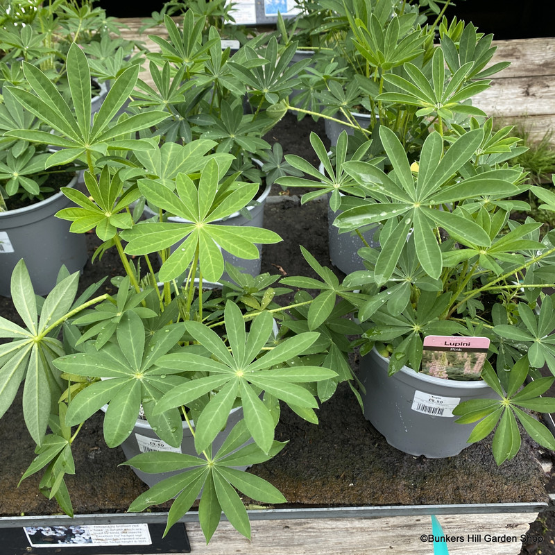 Lupin (Lupini) - 3 Litre