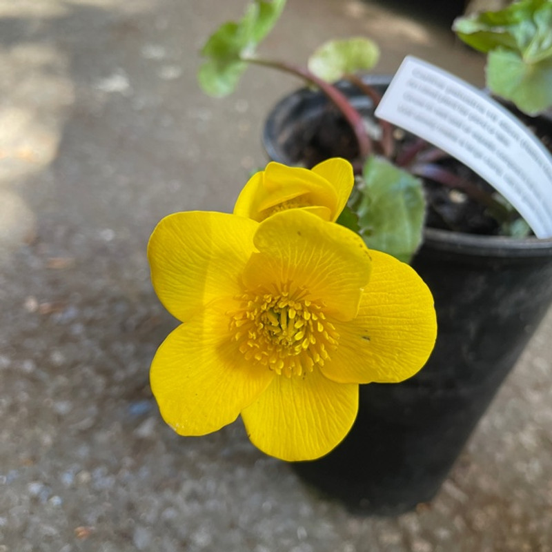 Caltha palustris (Native marsh marigold)