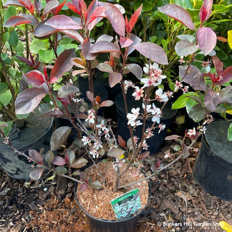 Prunus 'Crimson Dwarf' - 3ltr pot