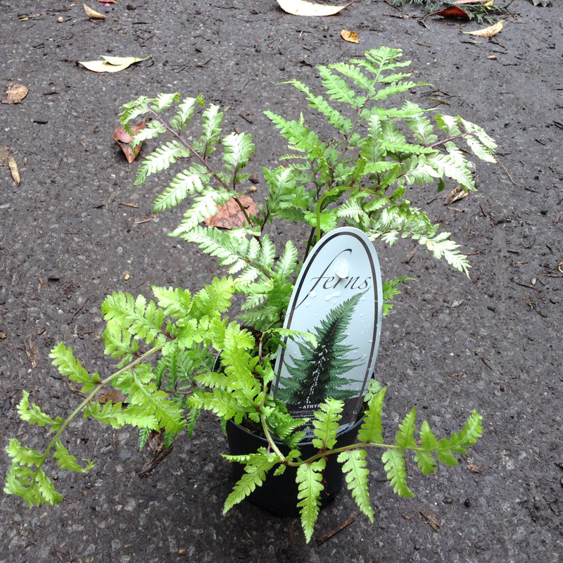 Athyrium niponicum 'Metallicum' - S